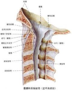 後縱韌帶