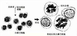 淋巴細胞的轉化