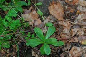 汶川彎蕊芥（變種）