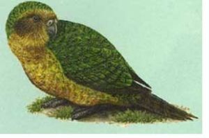 Night parrot