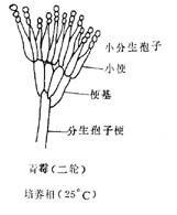 棗果霉爛病