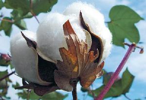 德克薩斯州試種的轉基因棉花