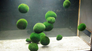 MARIMO