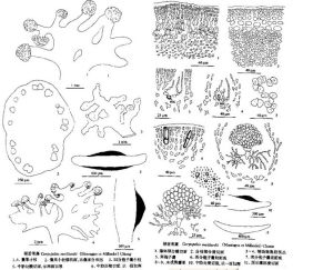 硬盾果藻