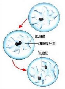 核分裂