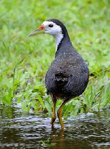 白胸苦惡鳥指名亞種(圖2)