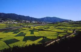 曲陀關村