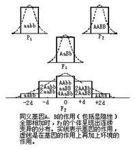 多基因