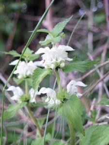 （圖）白色野麻花