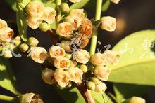 蜜蜂正在採集野桂花蜜