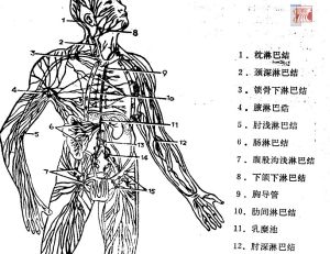 淺表淋巴結