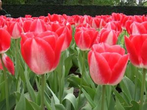 （圖）庫肯霍夫鬱金香公園