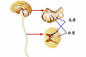 灰質[中樞神經系統的組成部分]