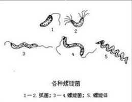 螺形菌