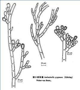 假根體