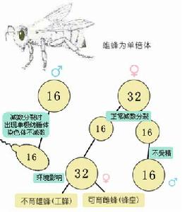 蜜蜂的性別決定