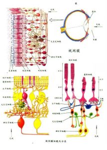 視蛋白