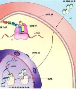 類固醇激素的作用機制與過程