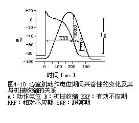 心肌細胞的生物電現象