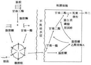 水解產生的甘油一酯