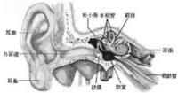 耳聾耳鳴自我按摩療法
