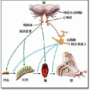 胸腺