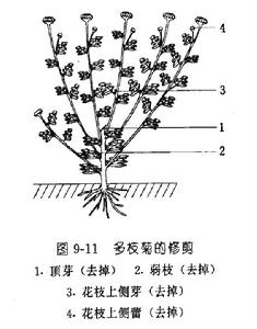 多枝菊的修剪方法