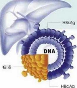 B肝表面抗體