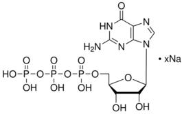 GTP[三磷酸鳥苷(guanosinetriphosphate)]