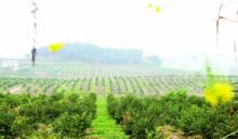 中國白檸檬之鄉河邊鎮圖片
