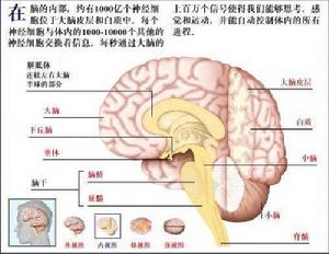 大腦半球