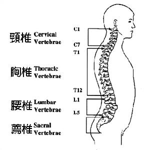 運動系統慢性損傷