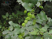 零餘子植物形態-薯蕷