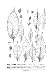 短刺米櫧