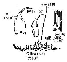 灰石蘚屬