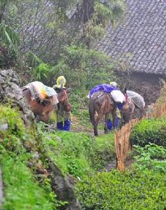 茶馬古道走騾客