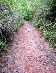 黃臉坳的山路