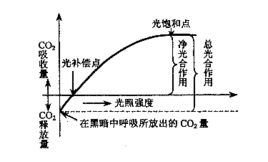 光抑制