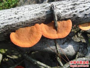 紅栓菌