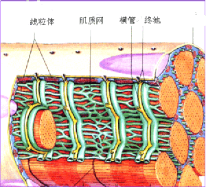 肌漿網