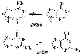 嘧啶和嘌呤鹼基