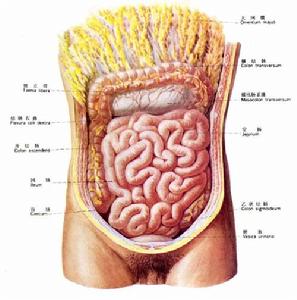 人體腸部
