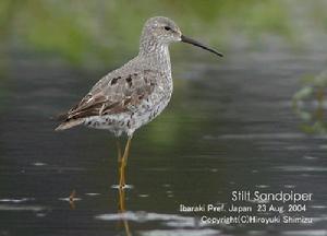 高蹺鷸Micropalama himantopus  Stilt Sandpiper