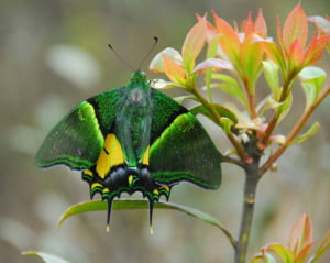 Teinopalpus aureus