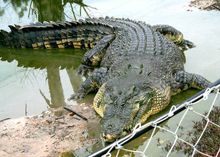 海洋爬行動物