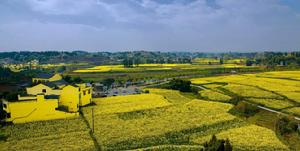 油菜花基地