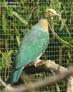 粉紅點果鳩（*也有資料翻譯為：粉斑果鳩）