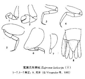 寬腕真海精戎