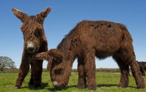 Baudet de Poitou驢