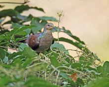 褐鵑鳩